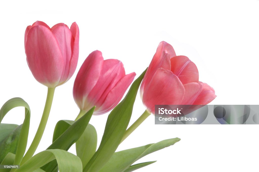 Tulipanes - Foto de stock de 2000-2009 libre de derechos
