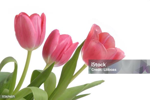 Tulips Stock Photo - Download Image Now - 2000-2009, Bouquet, Brightly Lit