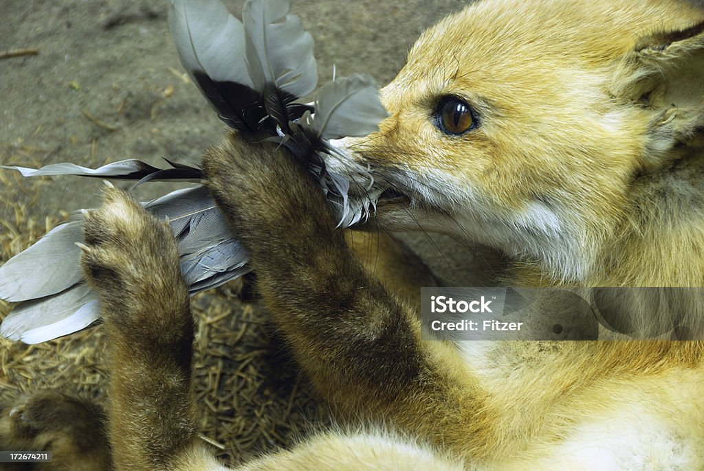 Mangia fox - Foto stock royalty-free di Animale