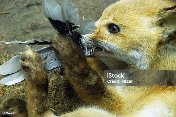 Mangia Fox - Fotografie stock e altre immagini di Animale - Animale, Animale femmina, Artiglio