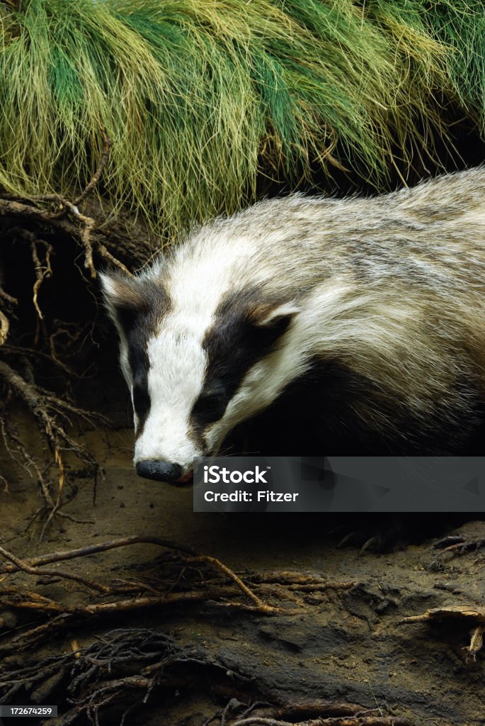 badger snarling na natureza - Foto de stock de Animal royalty-free