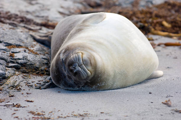 istock Cute Elephant Seal pup asleep on a beach 172674353