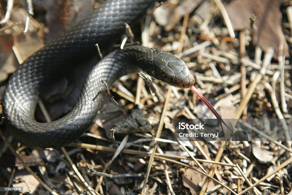 Lingua biforcuta - Foto stock royalty-free di Serpente - Rettile