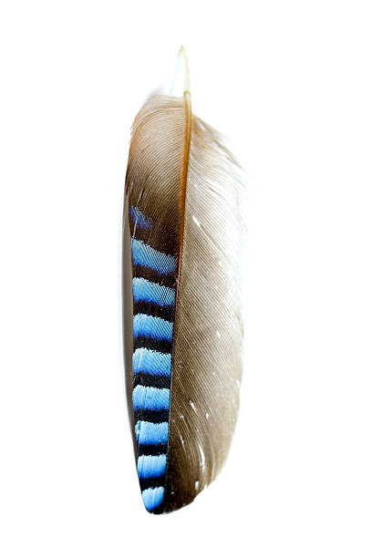 Cute Feather stock photo