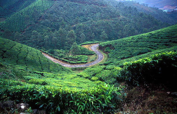 plantations de thé de munnar - winding road country road lane tea crop photos et images de collection