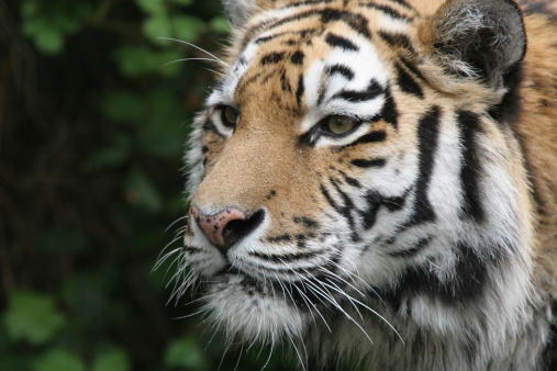 head shot of siberian tiger looking out of frame