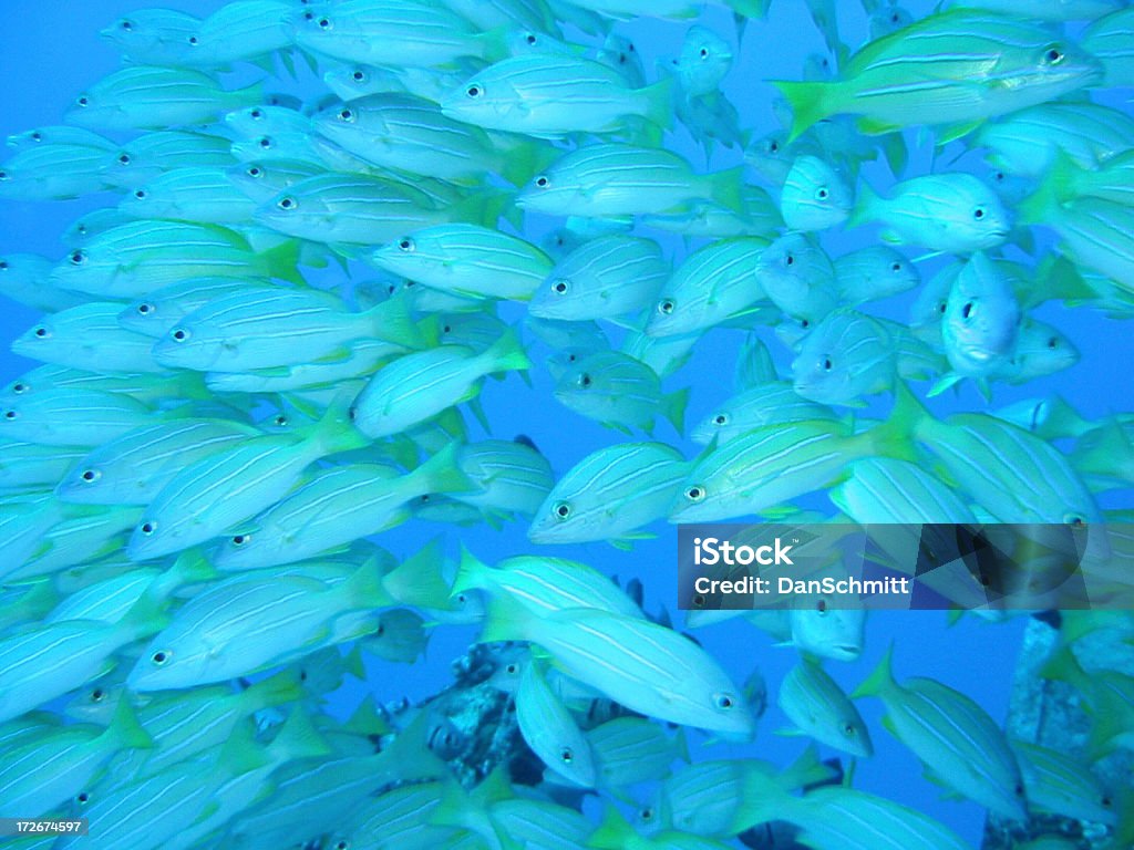 Żółty Striped Snappers w ciasnych School - Zbiór zdjęć royalty-free (Fotografika)