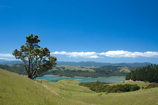 istock Pohutukawa Tree in front of Estuary. 172674612