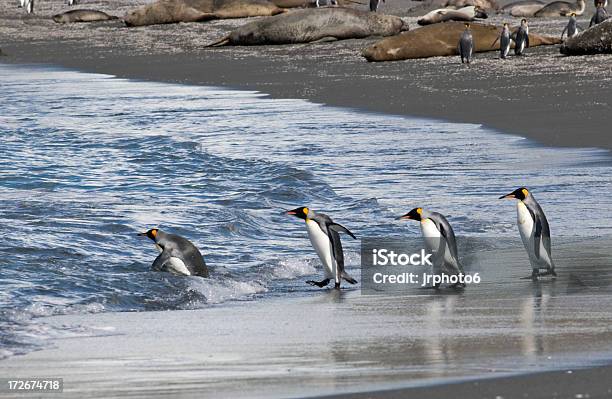 Marciare Penguins - Fotografie stock e altre immagini di Animale - Animale, Animale selvatico, Antartide