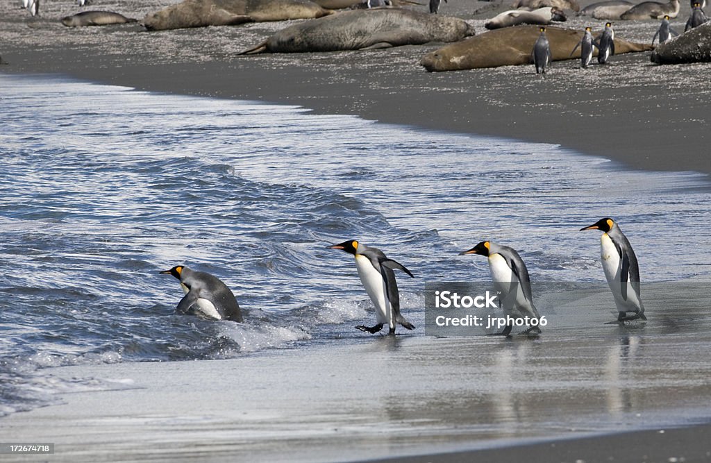 Marchando pinguins - Foto de stock de Andar royalty-free