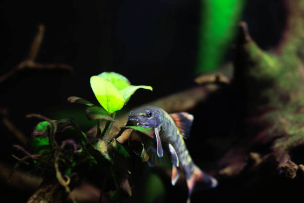 Panda garra freshwater fish - Garra flavatra
