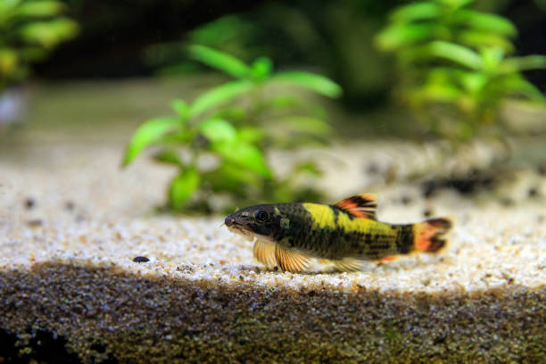 istock Panda garra freshwater fish - Garra flavatra 1726748161