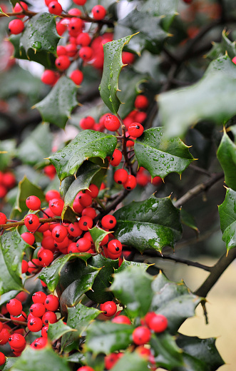 Bright red American Holly.  MORE CHRISTMAS See these and MORE in my portfolio.