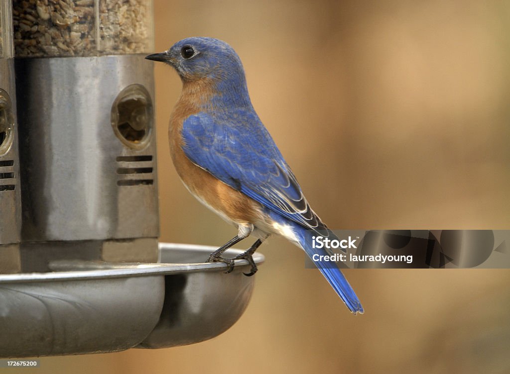 Macho Bluebird primer plano - Foto de stock de Aire libre libre de derechos