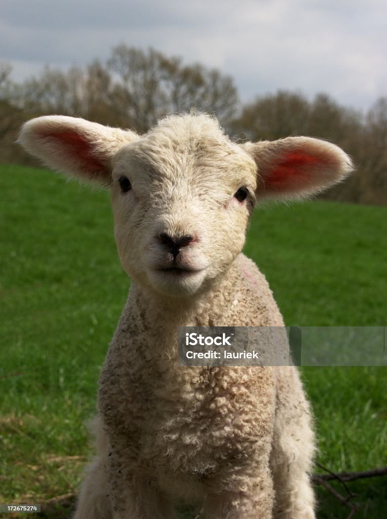 Primavera carneiro - Foto de stock de Animal royalty-free