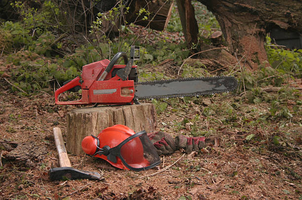 istock Lumberjack tools of the trade 172675485