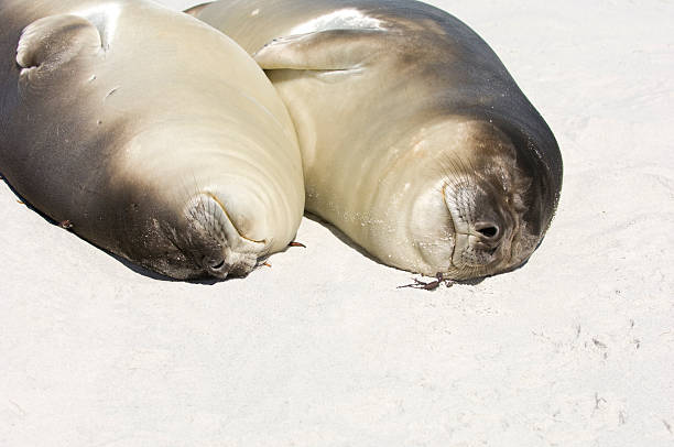istock Two Elephant Seal pups asleep on a beach 172675506