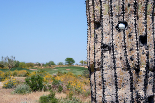 Golf ball hit right in the middle of a huge saguaro cactus in Arizona.