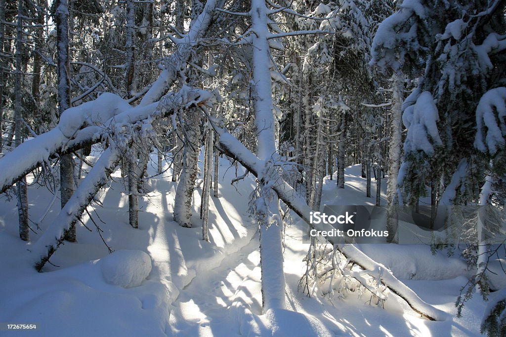 Snowshoe Trail in Fresh Powder Snow in the Forest Snowshoe trail with sun effect.  Fresh powder snow on the ground. Color Image Stock Photo