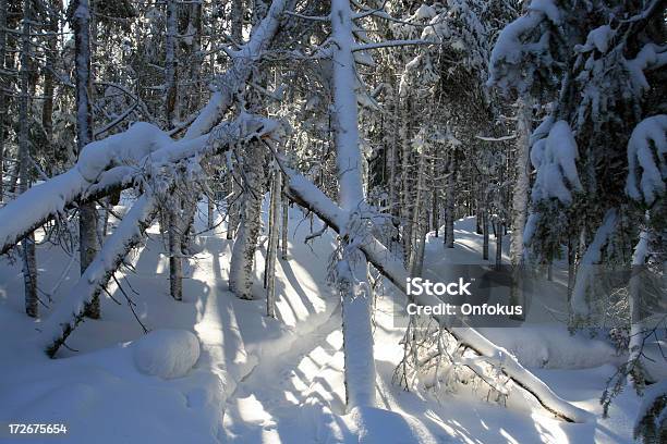 Snowshoe Trail In Fresh Powder Snow In The Forest Stock Photo - Download Image Now - Color Image, Footpath, Hiking