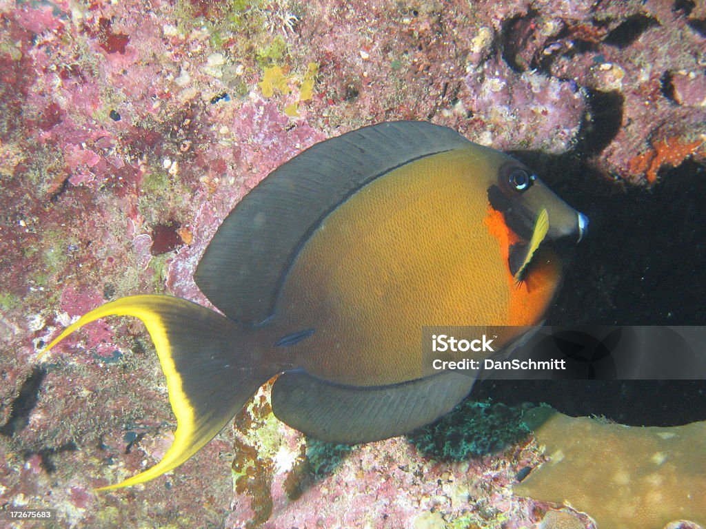 Pesce chirurgo arancione - Foto stock royalty-free di Acqua