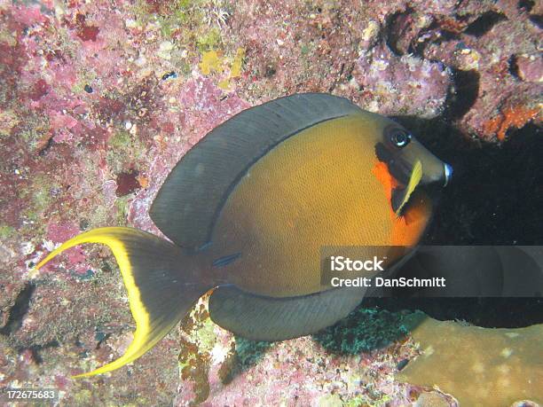 Pesce Chirurgo Arancione - Fotografie stock e altre immagini di Acqua - Acqua, Animale, Arancione