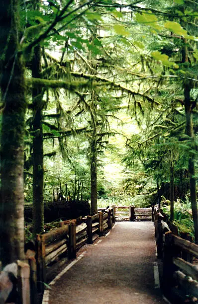 This path through the lust rain forest at Goldstream Park on Vancouver Island is a beautiful spot to walk around. I think that this pictures explains it all