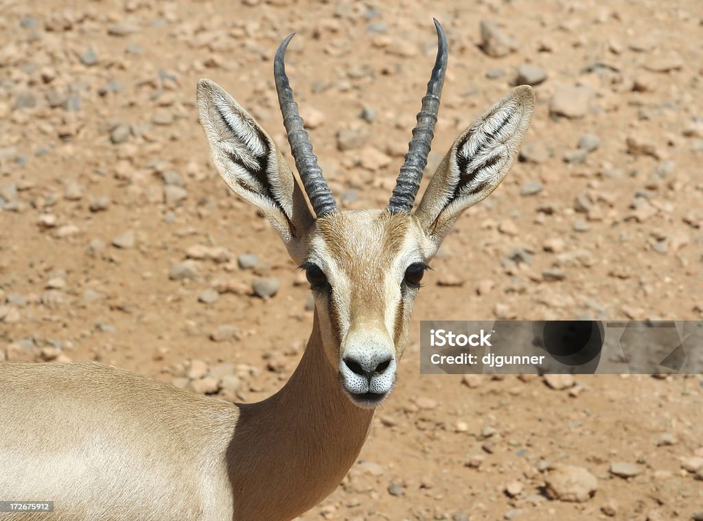 Juvenile Libyan Scimitar Oryx The endangered Scimitar Oryx in Libya. (Oryx dammah) Africa Stock Photo
