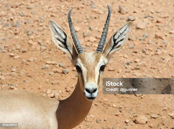 Juvenile Libyan Scimitar Oryx Stock Photo - Download Image Now - Africa, Animal, Animal Body Part