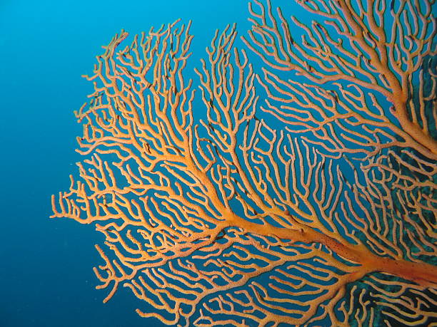 istock Orange Fan Coral 172675947