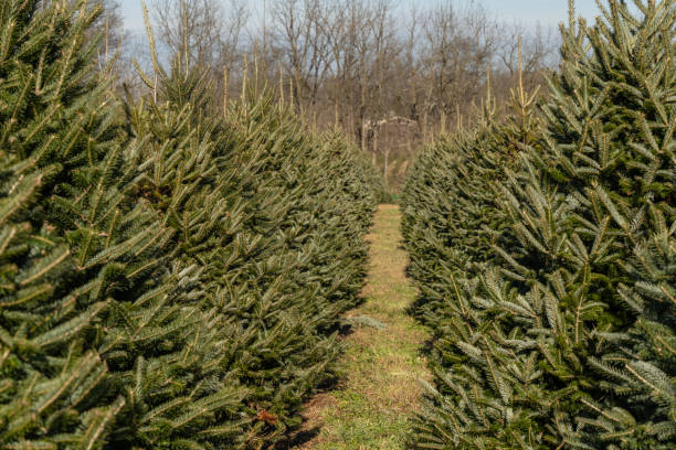 istock Rows of Christmas Trees 1726760349