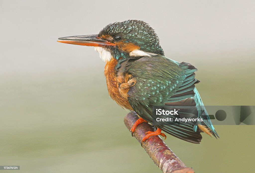 Weibliche Kingfisher - Lizenzfrei Ast - Pflanzenbestandteil Stock-Foto