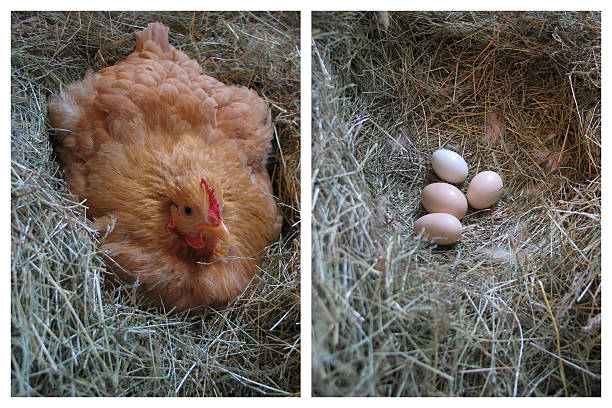 Qui est arrivé en premier&nbsp;? Poulet et œufs&nbsp;? - Photo