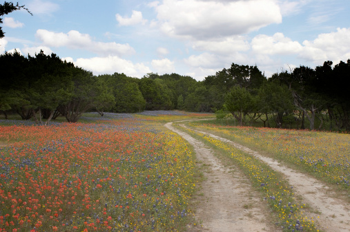 A two track road cuts through a field of Texas bluebonnets and Indian Paintbrushes.