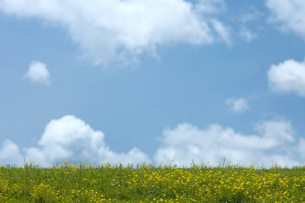 istock Common Flowers on a Grassy Rise 172676375
