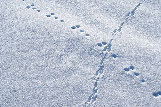 토끼 트랙을 닿지 않은 인공눈 - snow footprint winter animal track 뉴스 사진 이미지