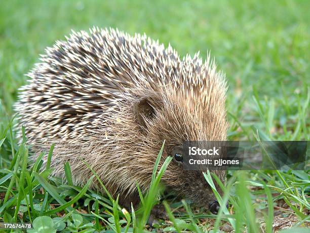 Foto de Ouriçocacheiro e mais fotos de stock de Amizade - Amizade, Animal, Beleza