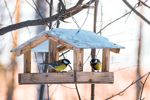 Two cute Great Tits eating nutritious seeds from homemade wooden feeder. Feeding birds in winter. Caring for nature and eco-friendly lifestyle.