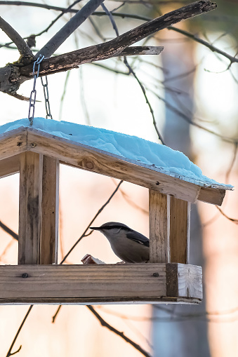 Small nuthatch bird, Sitta europaea, eats from homemade wooden feeder. Feeding birds in wintertime. Vertical photo.