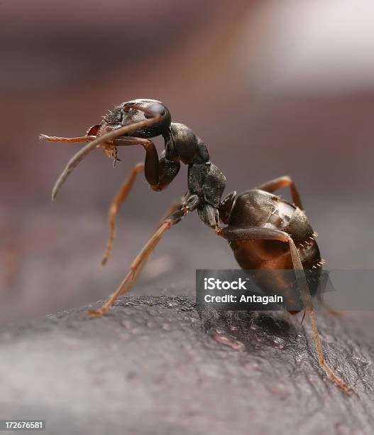 Ant Stockfoto und mehr Bilder von Ameise - Ameise, Fotografie, Freisteller – Neutraler Hintergrund