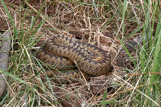 Photo of Coiled Adder