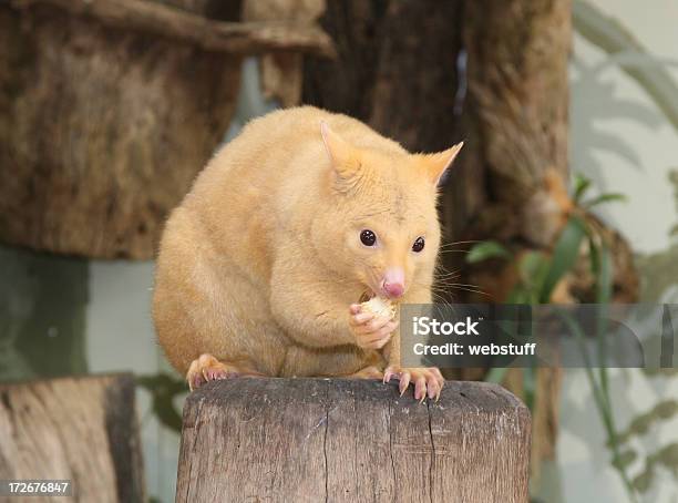 Cepillo Oposum De Cola Dorada Foto de stock y más banco de imágenes de Australia - Australia, Zarigüeya, Alimentar