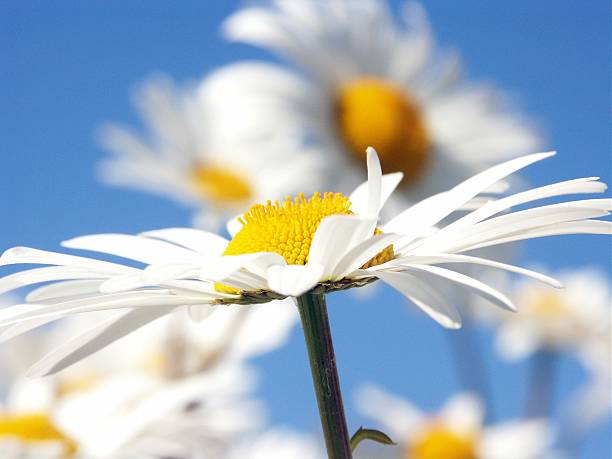 A large daisy soaking up the sun on a cloudless summers day.