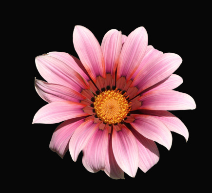 Pink gazania on black background with clipping path!
