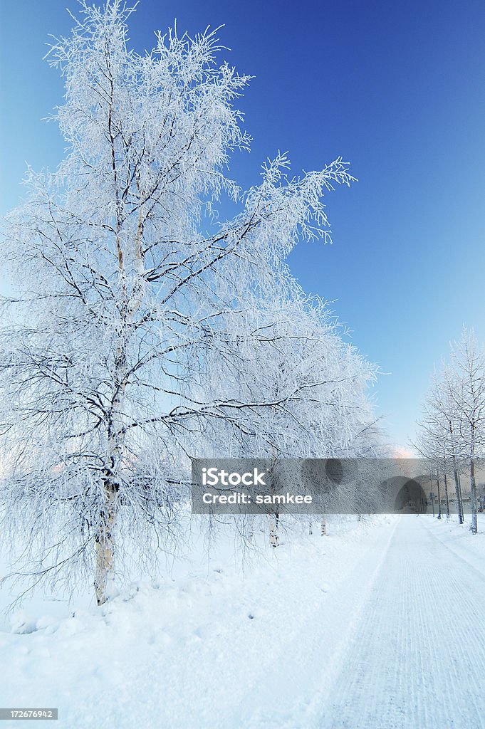 Inverno percorso - Foto stock royalty-free di Albero