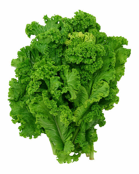 Curly leaf mustard greens stock photo