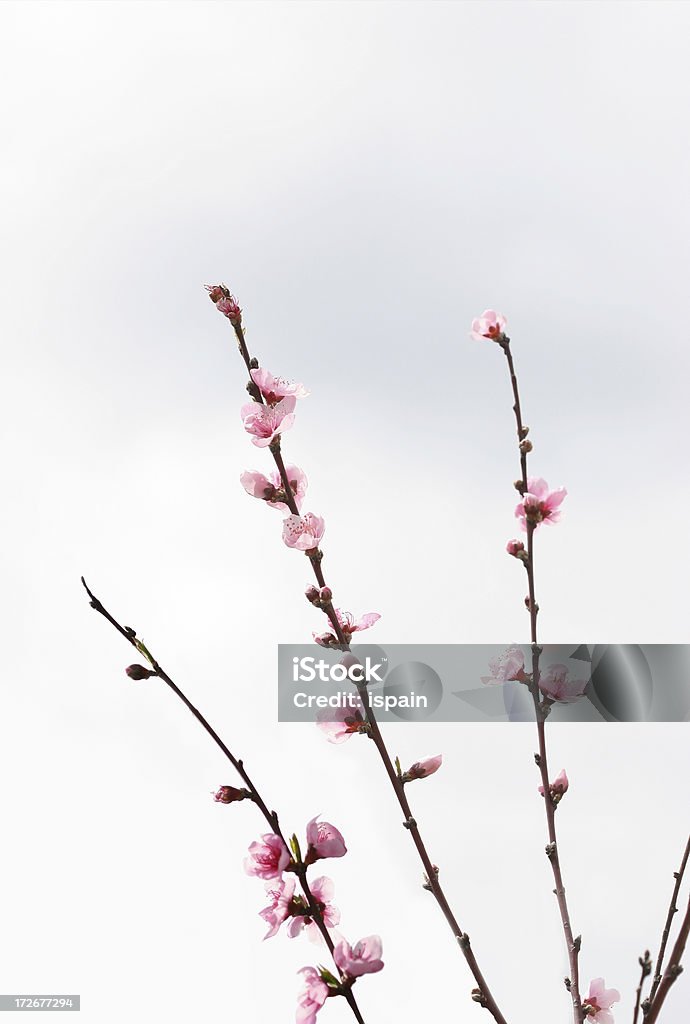 Flor de melocotón ramas - Foto de stock de Abrir libre de derechos