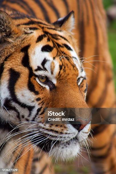 Tiger Stockfoto und mehr Bilder von Asien - Asien, Fotografie, Gestreift