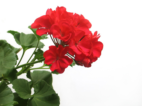 Closeup of a red geranium isolated on white