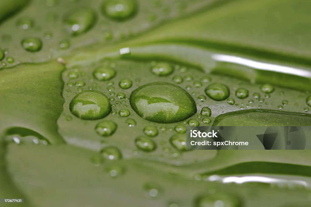 Chuva cai em folhas verdes - Foto de stock de Chuva royalty-free